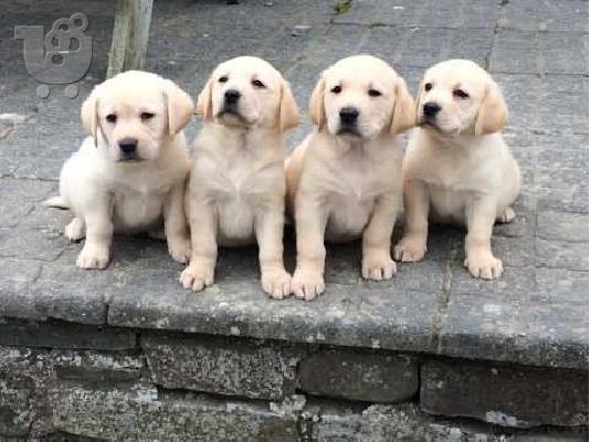 PoulaTo:  KC εγγεγραμμένος αλεπού κόκκινο labrador